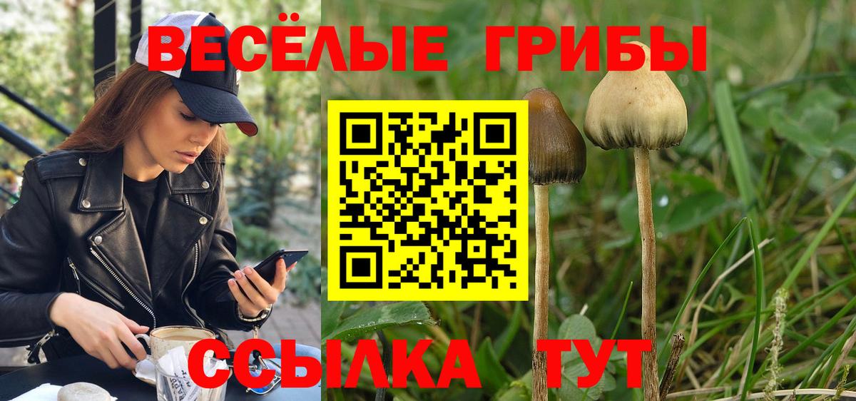 Галлюциногенные грибы Psilocybe Рассказово